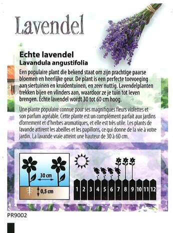 Lavendel